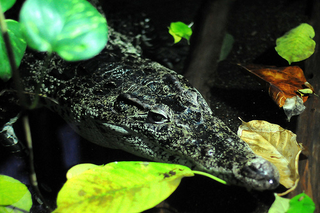 Illustration for article titled Smonday Crocodilian - Crocodylus novaguineae Edition